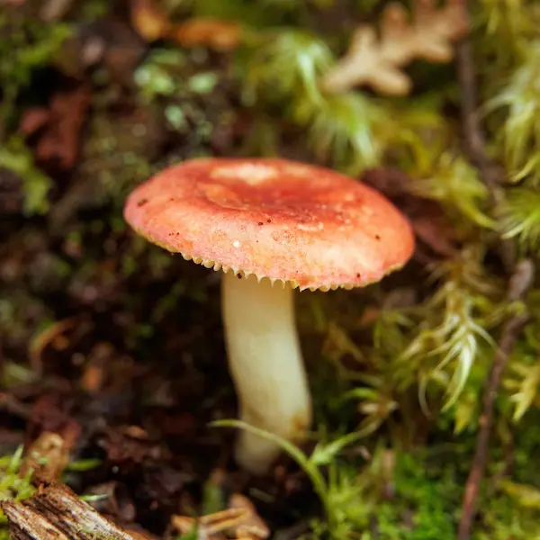 Mushroom (3)